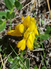 Genista pilosa