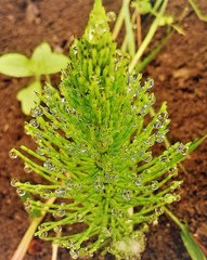 Equisetum telmateia telmateia