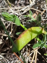 Genista pilosa