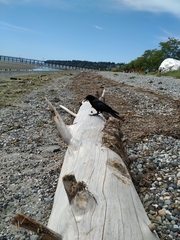 Corvus brachyrhynchos caurinus
