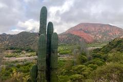Trichocereus terscheckii