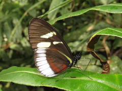 Heliconius cydno cydnides