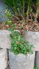 Magnoliopsida
