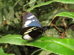 Heliconius cydno cydnides