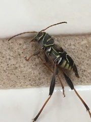 Neoclytus scutellaris