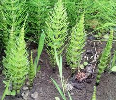Equisetum telmateia telmateia