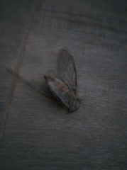 Lyristes plebejus