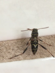 Neoclytus scutellaris