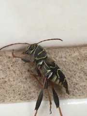 Neoclytus scutellaris