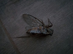 Lyristes plebejus