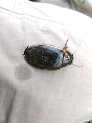 Dytiscus dimidiatus