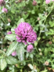 Trifolium pratense