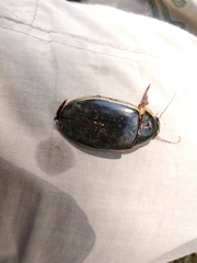 Dytiscus dimidiatus