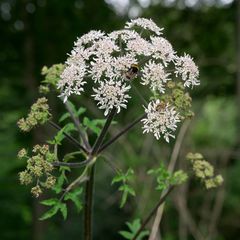 Heracleum sphondylium