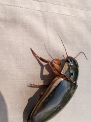 Dytiscus dimidiatus