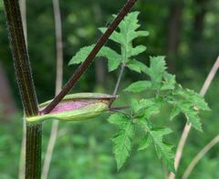 Heracleum sphondylium