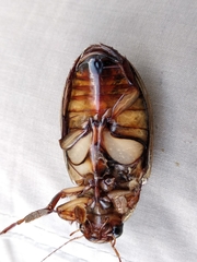 Dytiscus dimidiatus