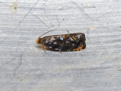 Olethreutes auricapitana