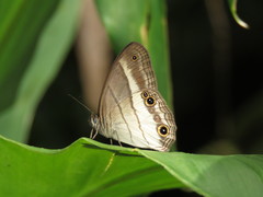 Euptychoides laccine
