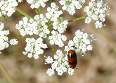 Coptocephala