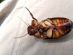 Dytiscus dimidiatus