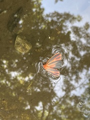 Hypoprepia miniata