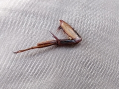 Dytiscus dimidiatus