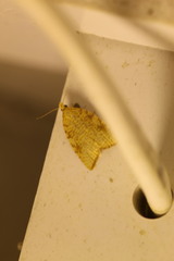 Aleimma loeflingiana