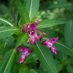 Impatiens glandulifera