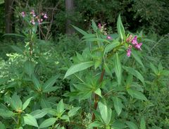 Impatiens glandulifera