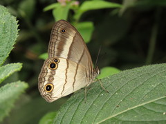 Euptychoides laccine