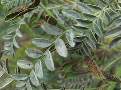 Erysiphe astragali