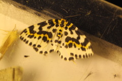 Abraxas grossulariata