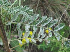 Erysiphe astragali