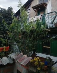 Prunus serotina salicifolia