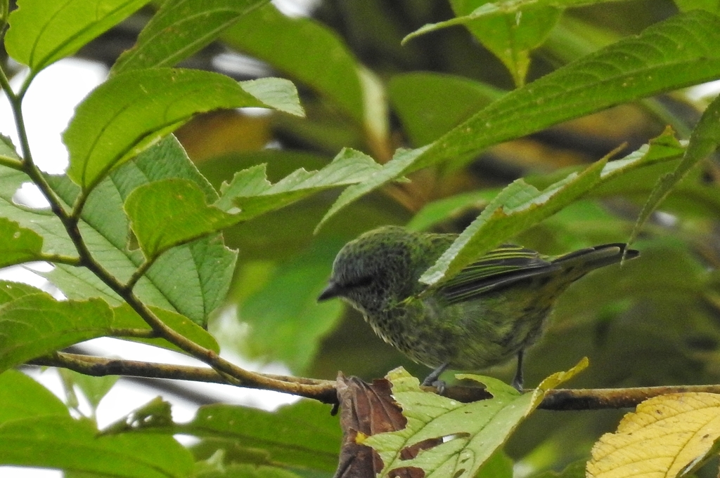 Spotted Tanager