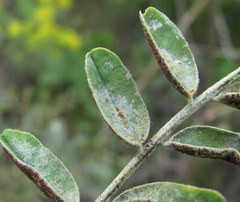 Erysiphe astragali