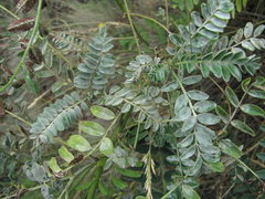 Erysiphe astragali