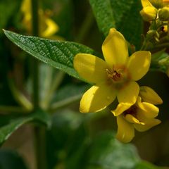 Lysimachia vulgaris