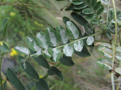 Erysiphe astragali