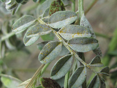 Erysiphe astragali