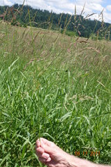 Juncus effusus effusus