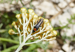 Oedemera melanopyga