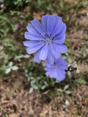 Cichorium intybus