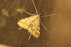 Elophila nymphaeata