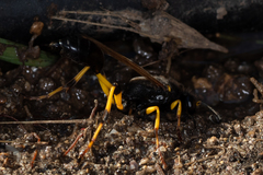 Sceliphron destillatorium