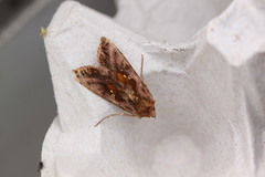 Autographa jota