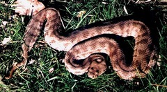 Levantine Viper photo 2