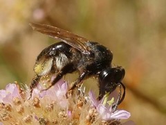 Andrena pilipes