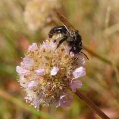 Andrena pilipes